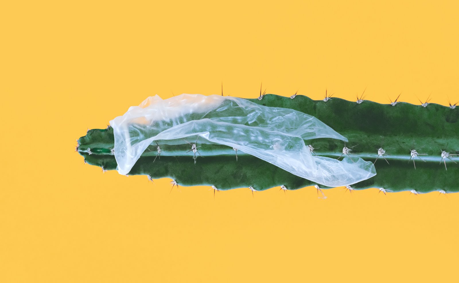 Broken condom stuck over cactus